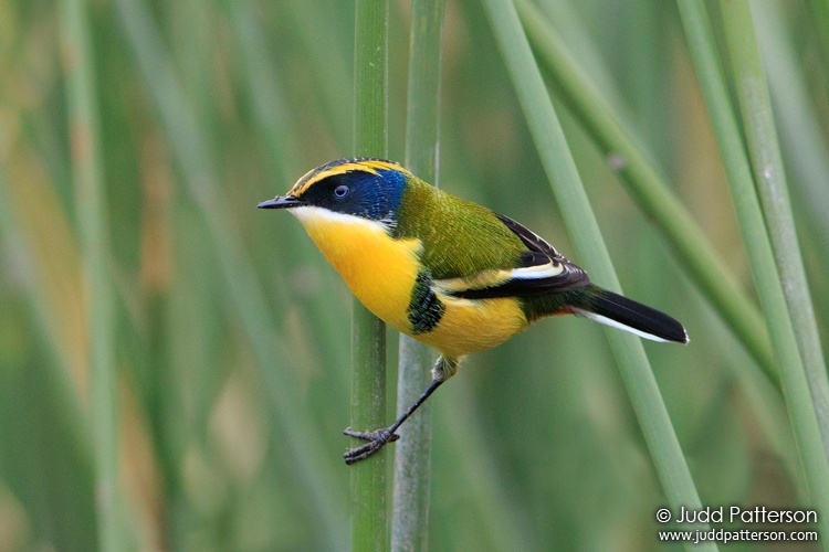 Many-colored Rush Tyrant, Laguna El Tupungato, Argentina
